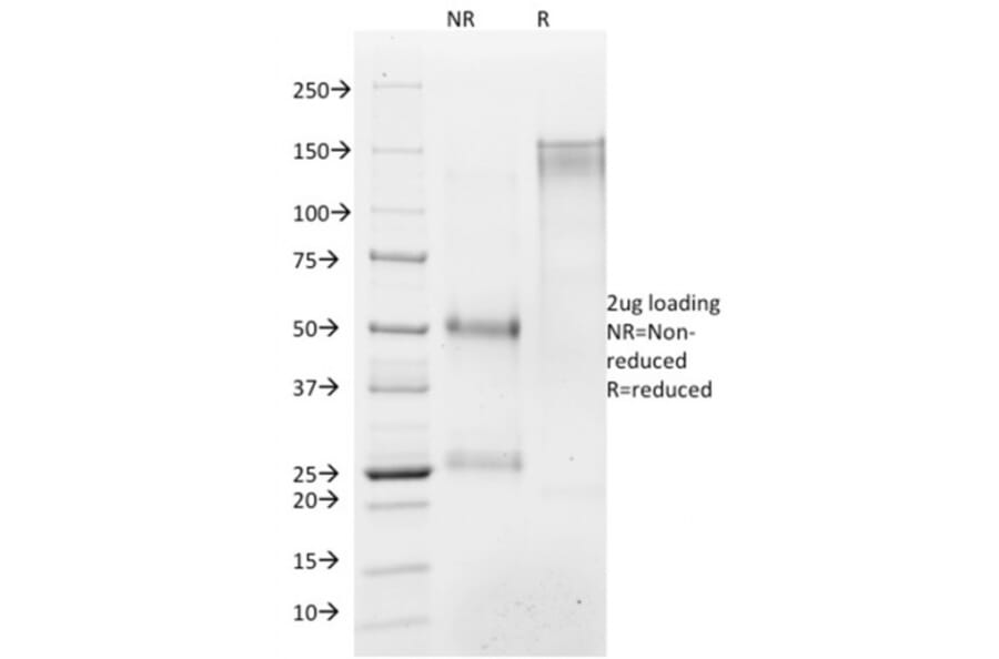 SDS-PAGE - Anti-Histone H1 Antibody [AE-4] (A248802) - Antibodies.com