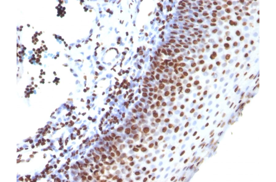 Immunohistochemistry - Anti-Histone H1 Antibody [SPM256] (A248803) - Antibodies.com