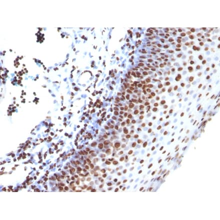 Immunohistochemistry - Anti-Histone H1 Antibody [SPM256] (A248803) - Antibodies.com
