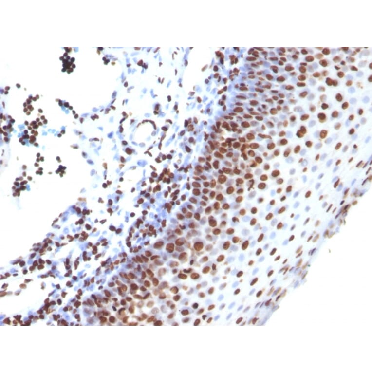 Immunohistochemistry - Anti-Histone H1 Antibody [SPM256] (A248803) - Antibodies.com