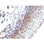 Immunohistochemistry - Anti-Histone H1 Antibody [SPM256] (A248803) - Antibodies.com