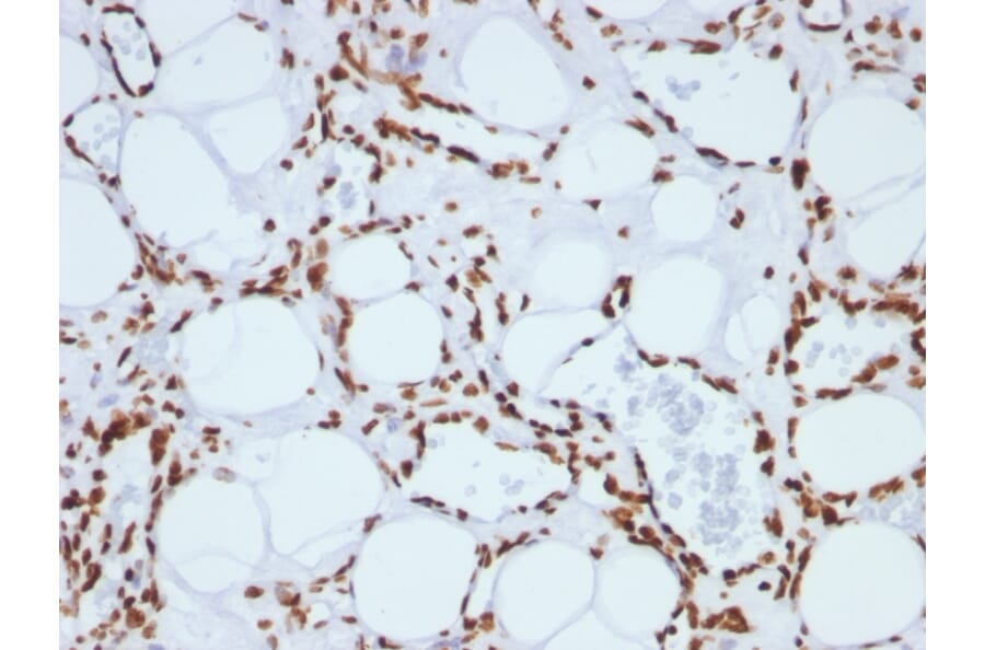 Immunohistochemistry - Anti-Histone H1 Antibody [SPM256] (A248803) - Antibodies.com