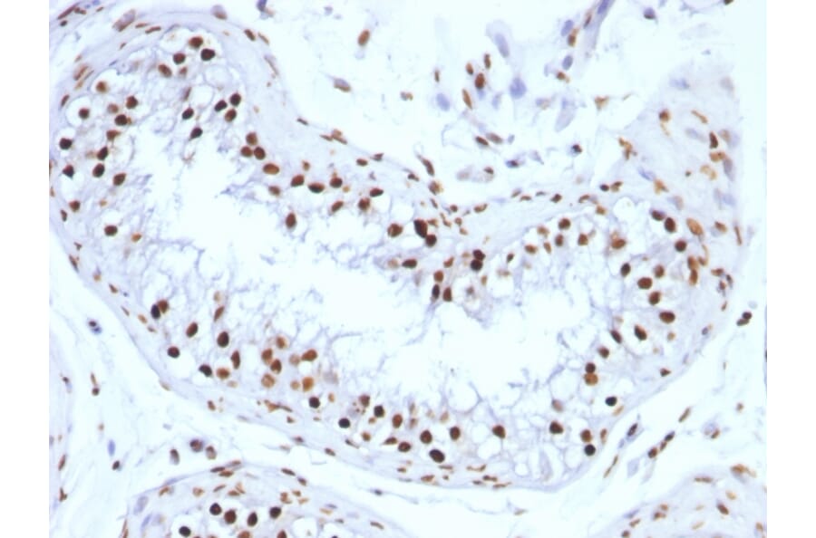 Immunohistochemistry - Anti-Histone H1 Antibody [SPM256] (A248803) - Antibodies.com