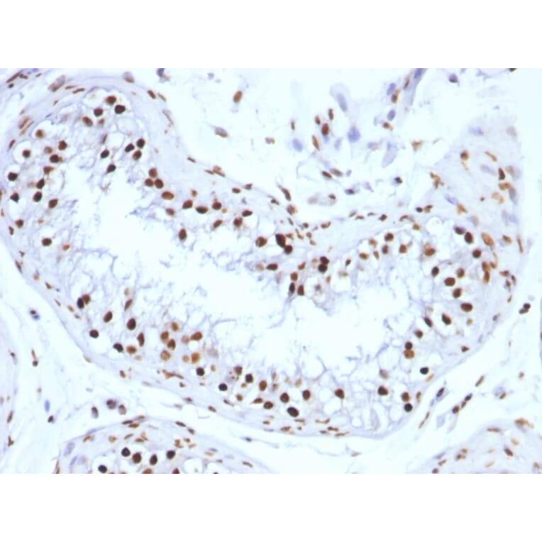 Immunohistochemistry - Anti-Histone H1 Antibody [SPM256] (A248803) - Antibodies.com