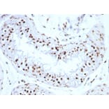 Immunohistochemistry - Anti-Histone H1 Antibody [SPM256] (A248803) - Antibodies.com