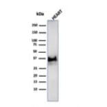 Western Blot - Anti-Histone H1 Antibody [SPM256] (A248803) - Antibodies.com