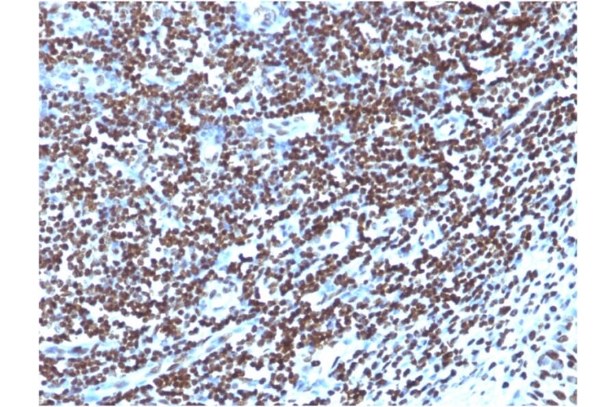 Immunohistochemistry - Anti-Histone H1 Antibody [1415-1] (A248804) - Antibodies.com