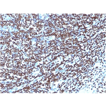 Immunohistochemistry - Anti-Histone H1 Antibody [1415-1] (A248804) - Antibodies.com