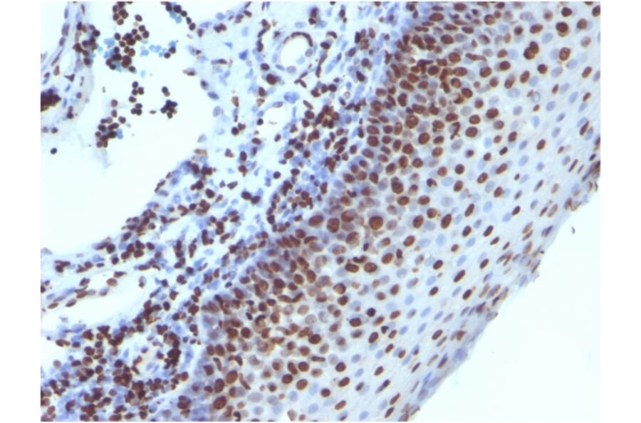 Immunohistochemistry - Anti-Histone H1 Antibody [1415-1] (A248804) - Antibodies.com