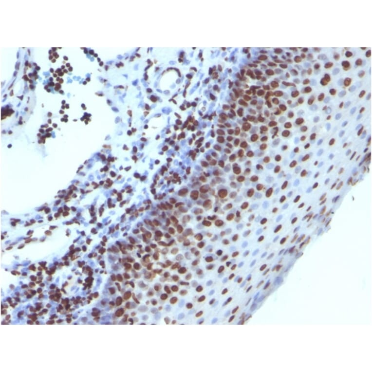 Immunohistochemistry - Anti-Histone H1 Antibody [1415-1] (A248804) - Antibodies.com