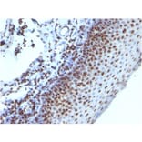 Immunohistochemistry - Anti-Histone H1 Antibody [1415-1] (A248804) - Antibodies.com