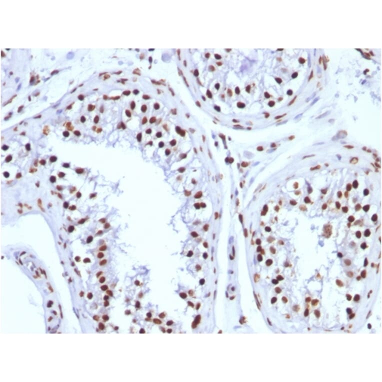 Immunohistochemistry - Anti-Histone H1 Antibody [1415-1] (A248804) - Antibodies.com