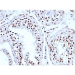 Immunohistochemistry - Anti-Histone H1 Antibody [1415-1] (A248804) - Antibodies.com