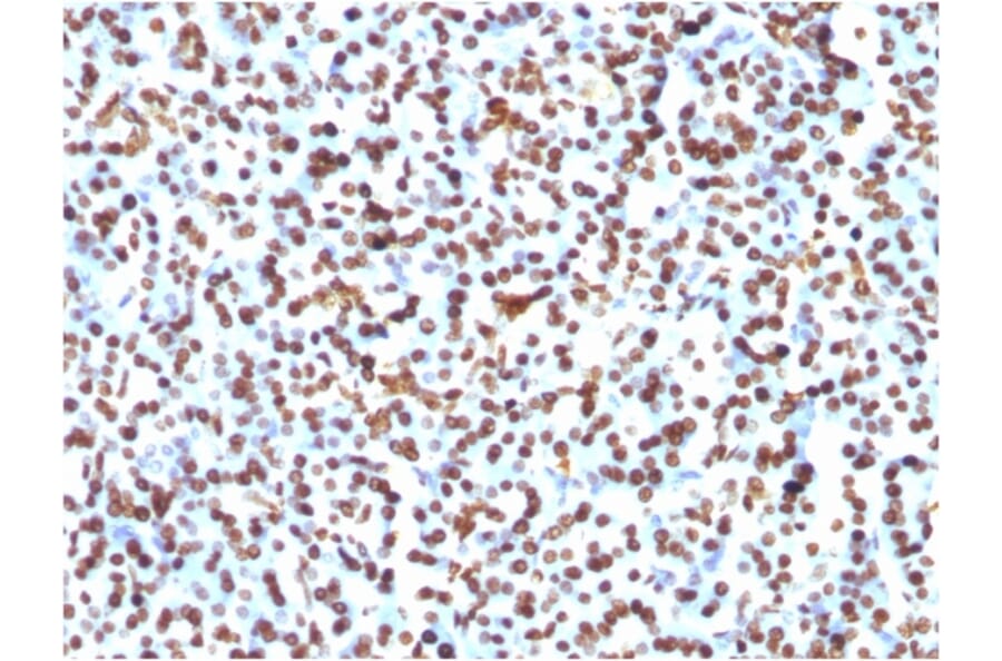 Immunohistochemistry - Anti-Histone H1 Antibody [1415-1] (A248804) - Antibodies.com