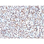 Immunohistochemistry - Anti-Histone H1 Antibody [1415-1] (A248804) - Antibodies.com