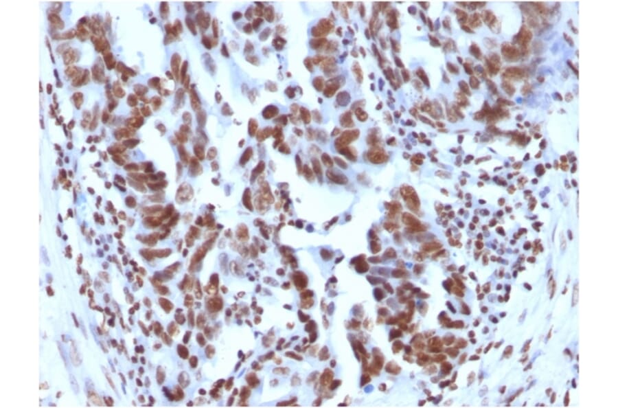 Immunohistochemistry - Anti-Histone H1 Antibody [1415-1] (A248804) - Antibodies.com