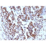 Immunohistochemistry - Anti-Histone H1 Antibody [1415-1] (A248804) - Antibodies.com