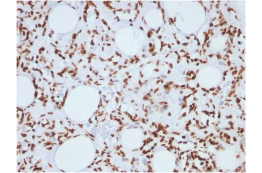 Immunohistochemistry - Anti-Histone H1 Antibody [1415-1] (A248804) - Antibodies.com
