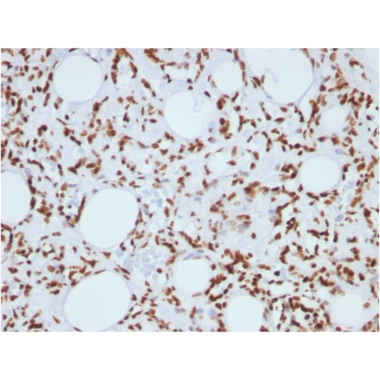 Immunohistochemistry - Anti-Histone H1 Antibody [1415-1] (A248804) - Antibodies.com