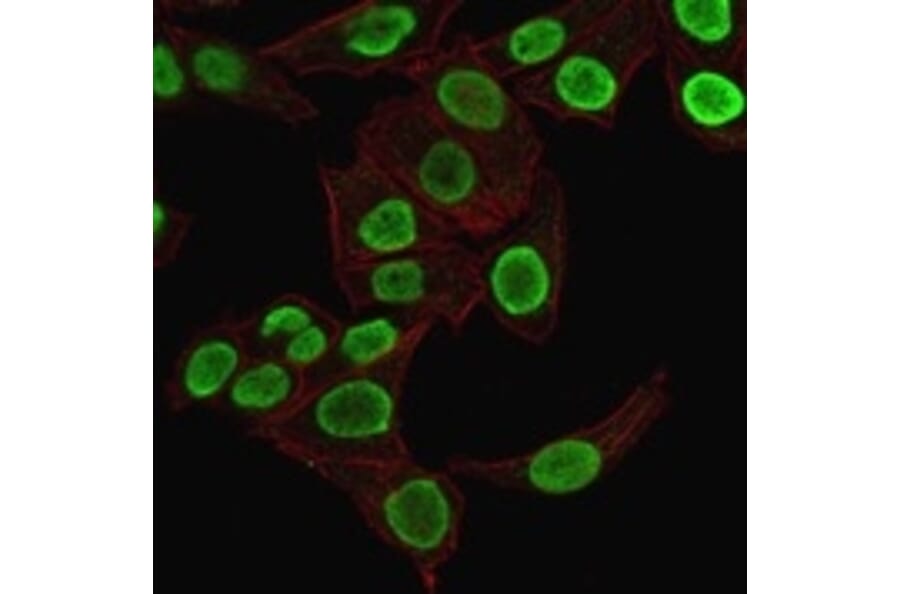 Immunofluorescence - Anti-Histone H1 Antibody [1415-1] (A248804) - Antibodies.com