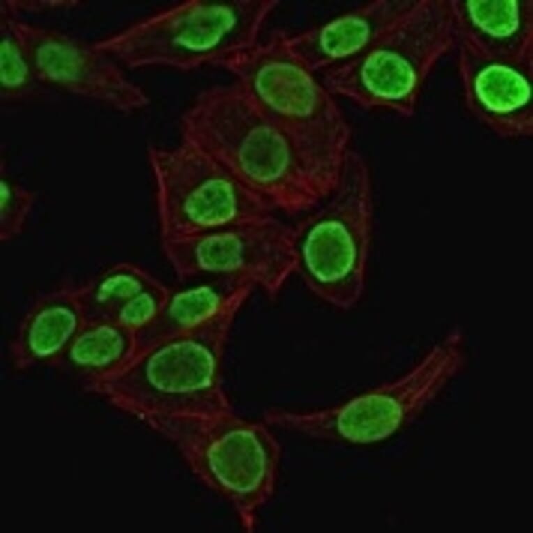 Immunofluorescence - Anti-Histone H1 Antibody [1415-1] (A248804) - Antibodies.com