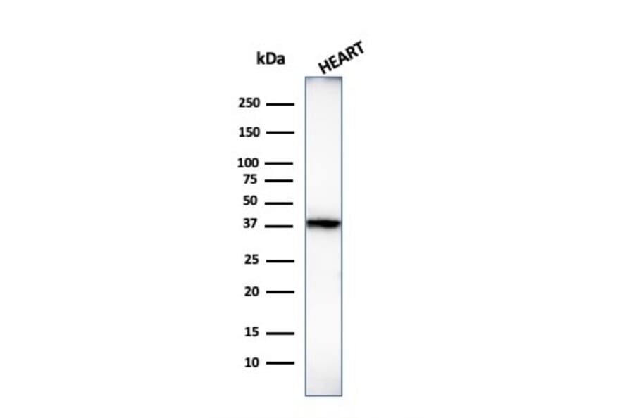 Western Blot - Anti-Histone H1 Antibody [1415-1] (A248804) - Antibodies.com