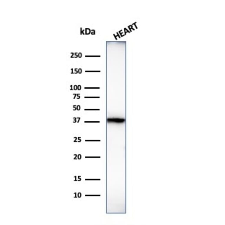 Western Blot - Anti-Histone H1 Antibody [1415-1] (A248804) - Antibodies.com