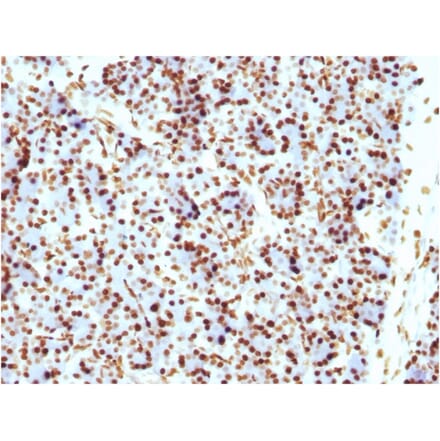 Immunohistochemistry - Anti-Histone H1 Antibody [HH1/957] (A248805) - Antibodies.com