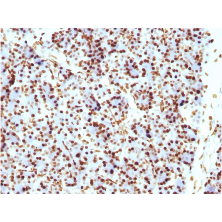 Immunohistochemistry - Anti-Histone H1 Antibody [HH1/957] (A248805) - Antibodies.com
