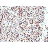 Immunohistochemistry - Anti-Histone H1 Antibody [HH1/957] (A248805) - Antibodies.com