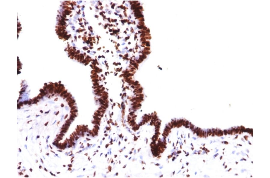 Immunohistochemistry - Anti-Histone H1 Antibody [HH1/957] (A248805) - Antibodies.com