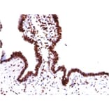 Immunohistochemistry - Anti-Histone H1 Antibody [HH1/957] (A248805) - Antibodies.com