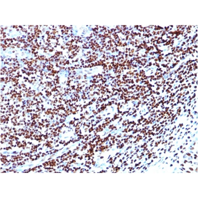 Immunohistochemistry - Anti-Histone H1 Antibody [HH1/957] (A248805) - Antibodies.com