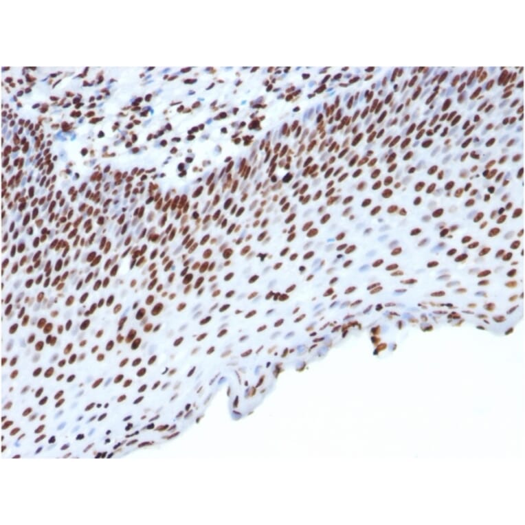 Immunohistochemistry - Anti-Histone H1 Antibody [HH1/957] (A248805) - Antibodies.com