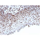 Immunohistochemistry - Anti-Histone H1 Antibody [HH1/957] (A248805) - Antibodies.com