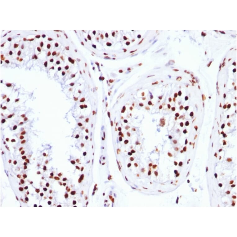 Immunohistochemistry - Anti-Histone H1 Antibody [HH1/957] (A248805) - Antibodies.com