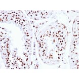 Immunohistochemistry - Anti-Histone H1 Antibody [HH1/957] (A248805) - Antibodies.com