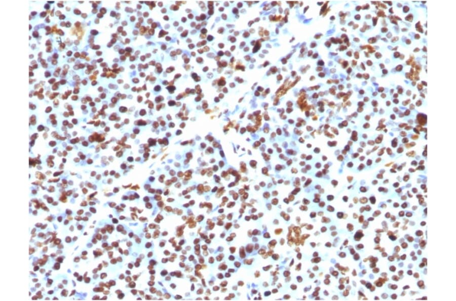 Immunohistochemistry - Anti-Histone H1 Antibody [HH1/957] (A248805) - Antibodies.com