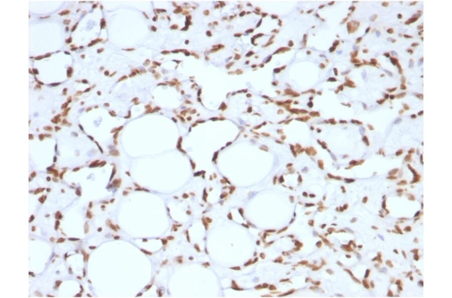 Immunohistochemistry - Anti-Histone H1 Antibody [HH1/957] (A248805) - Antibodies.com