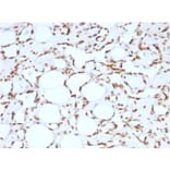 Immunohistochemistry - Anti-Histone H1 Antibody [HH1/957] (A248805) - Antibodies.com