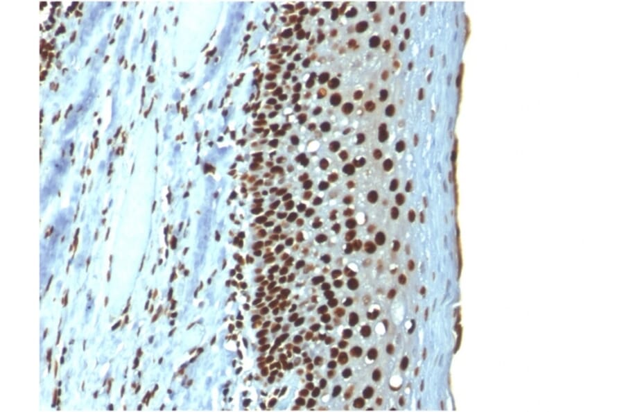 Immunohistochemistry - Anti-Histone H1 Antibody [r1415-1] (A248806) - Antibodies.com