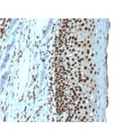 Immunohistochemistry - Anti-Histone H1 Antibody [r1415-1] (A248806) - Antibodies.com