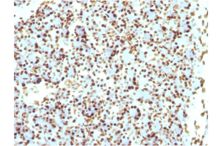 Immunohistochemistry - Anti-Histone H1 Antibody [r1415-1] (A248806) - Antibodies.com