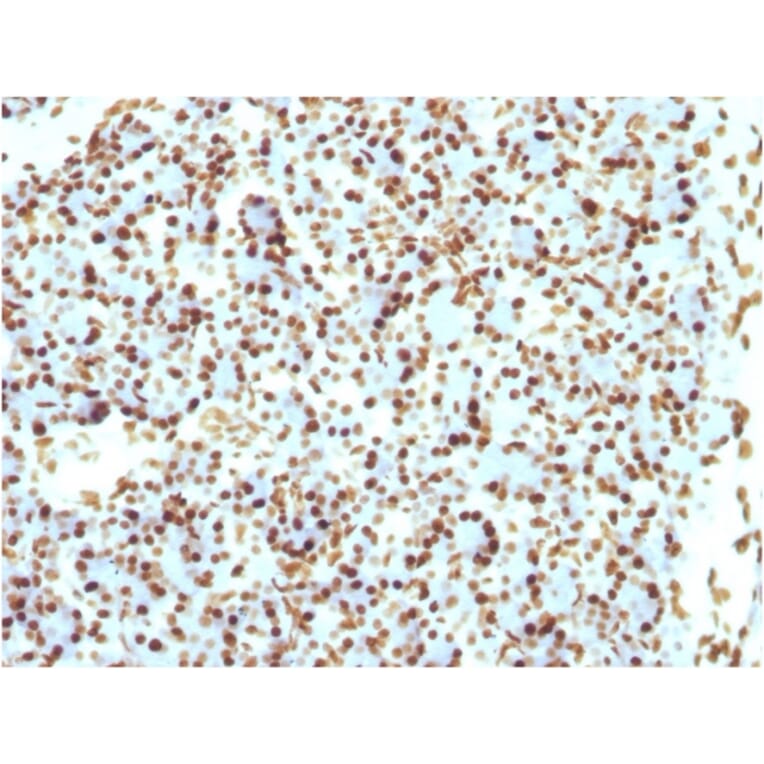 Immunohistochemistry - Anti-Histone H1 Antibody [r1415-1] (A248806) - Antibodies.com