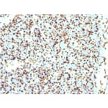 Immunohistochemistry - Anti-Histone H1 Antibody [r1415-1] (A248806) - Antibodies.com