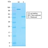 SDS-PAGE - Anti-Histone H1 Antibody [r1415-1] (A248806) - Antibodies.com
