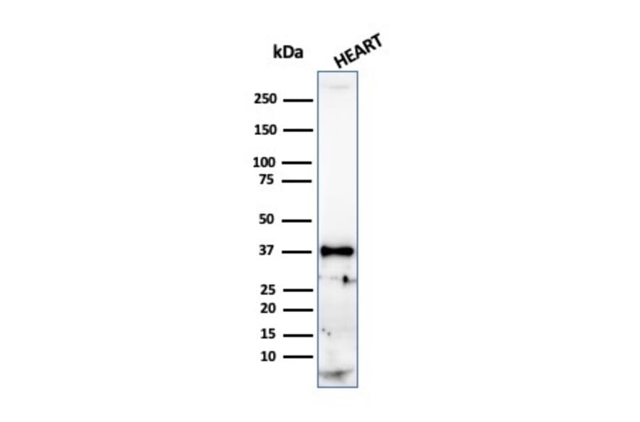 Western Blot - Anti-Histone H1 Antibody [r1415-1] (A248806) - Antibodies.com