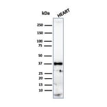 Western Blot - Anti-Histone H1 Antibody [r1415-1] (A248806) - Antibodies.com