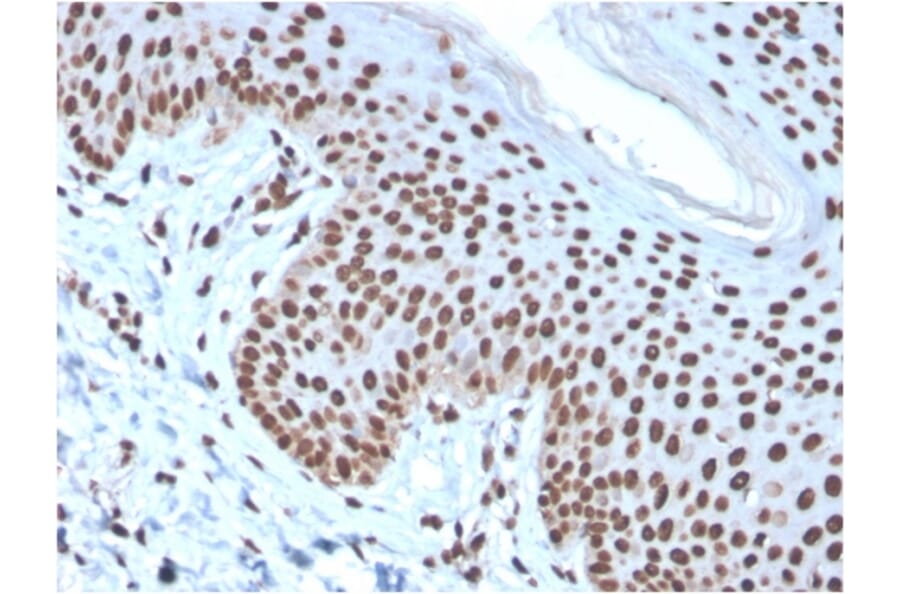 Immunohistochemistry - Anti-Histone H1 Antibody [rAE-4] (A248807) - Antibodies.com