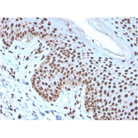 Immunohistochemistry - Anti-Histone H1 Antibody [rAE-4] (A248807) - Antibodies.com